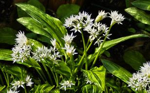 Bear'S Garlic Leaves Blossom