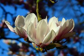 Flower Magnolia Plant