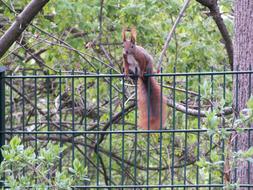 Squirrel Fence Nature Animal