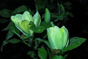 Magnolia Yellow Flower