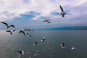 Birds Seagull Nature Body Of