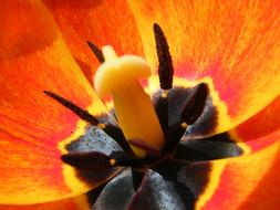 Red Weed Macro Detail