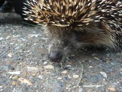 Crew Cut Creature Forest