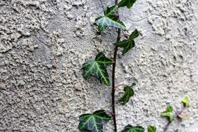 Creeper Ivy Plant