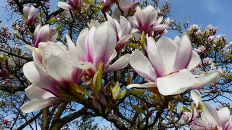 Flower Magnolia Plant