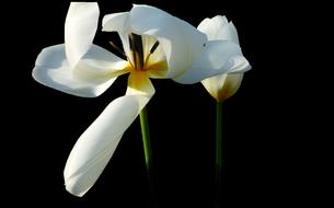 Flower Nature No Person