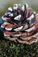 Pinecone Nature