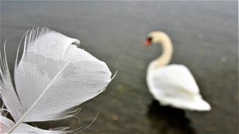 Swan White Morning Pen