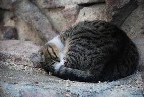 Cat Cute Sleeping