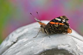 Nature Insect Animal World