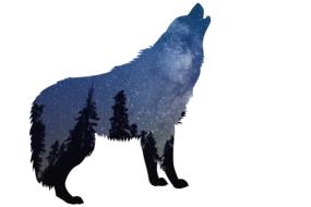 wolves wolf nature wild animal