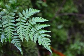 Fern Forest Close Up