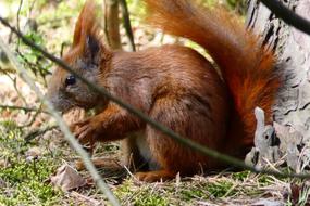 Nature Mammals Animals