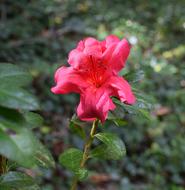 Fall Azalea Shrub