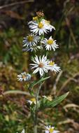 White Aster Wildflower Flower