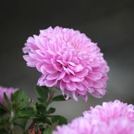 Chrysanthemum Nature Garden