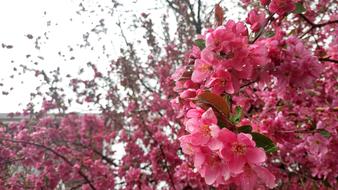 Flower Nature Branch