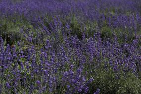 Flowers Lavender Field