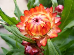 Flower Summer Blossom