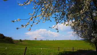 Tree Nature Landscape