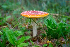 Fly Agaric Mushroom Red With White