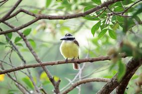 Nature Outdoors Birds