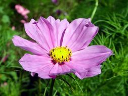 Cosmos Flower Pink