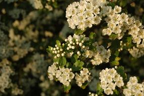 Flower Nature Bloom Spring