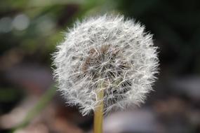 Dandelion Plant Nature