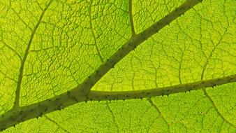 Leaf Plant Nature