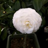 Flowers Nature Plants