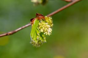 Blossom Bud Nature