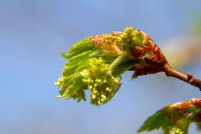Blossom Bud Nature