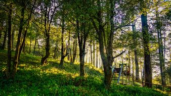 Nature Tree Landscape