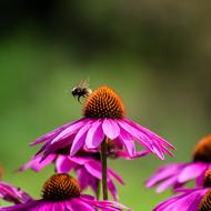 Nature Butterfly Insect