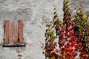 Grapevine Wine Partner Autumn