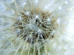 Dandelion Nature Summer