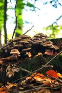 Mushrooms Forest Autumn