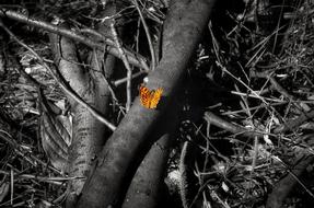 Nature Tree Outdoors