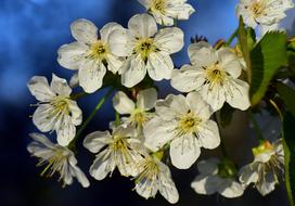 Apple Blossom Fruit Tree