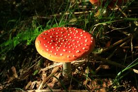 Fly Agaric Nature Autumn