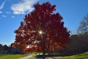 Tree Foliage Autumn