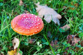 Fly Agaric Mushroom Red