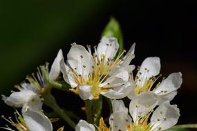 Pear Birnblüte Spring Fruit