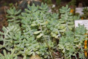 Stonecrop Sedum Rubrotinctum Plant