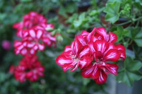 Pink And White Chichewa