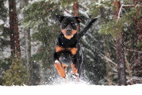 rottweiler runs through the middle forest