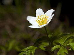 The Nature Of Flower Leaf