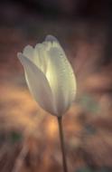 Flower Light Tulip