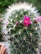 Cactus Blossom Bloom